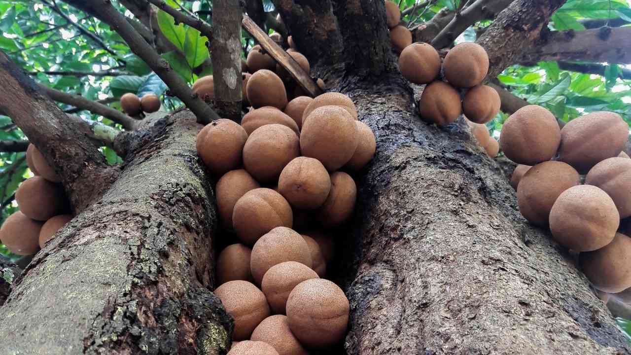 Buah kepel adalah buah asli Daerah Istimewa Yogyakarta yang menjadi tanaman kesukaan putri keraton. (Foto/Canva).